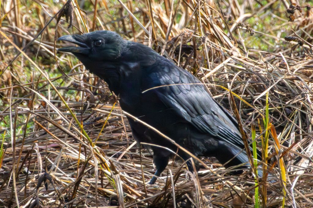 Carrion Crow (Corvus corone) On ground